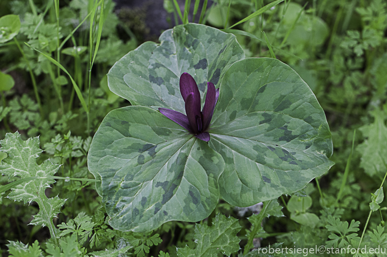 trillium